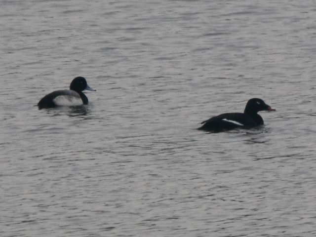 White-winged Scoter with Greater Scaup for comparison