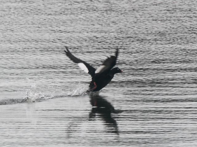 White-winged Scoter with Greater Scaup for comparison