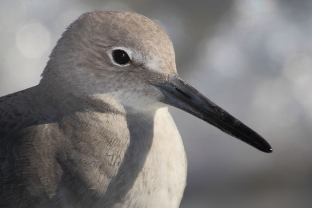 Willet