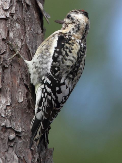 Yellow-bellied Sapsucker
