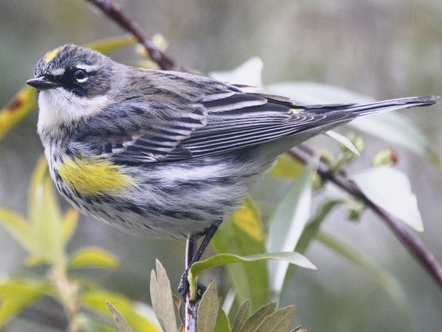 Yellow-rumped Warbler