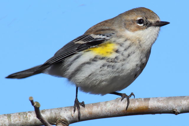 Yellow-rumped Warbler