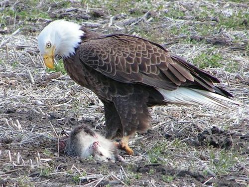 Bald Eagle