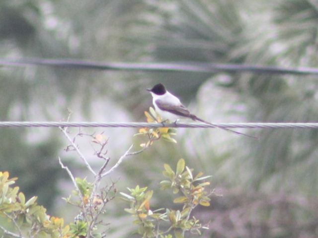 Fork-tailed Flycatcher