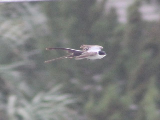 Fork-tailed Flycatcher