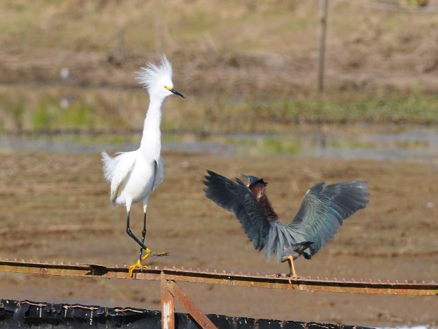 Snowy Egret and Green Heron