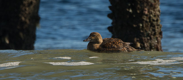 King Eider