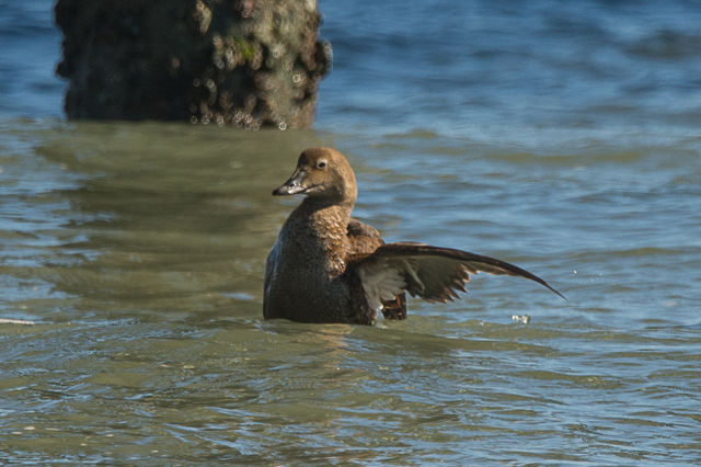 King Eider