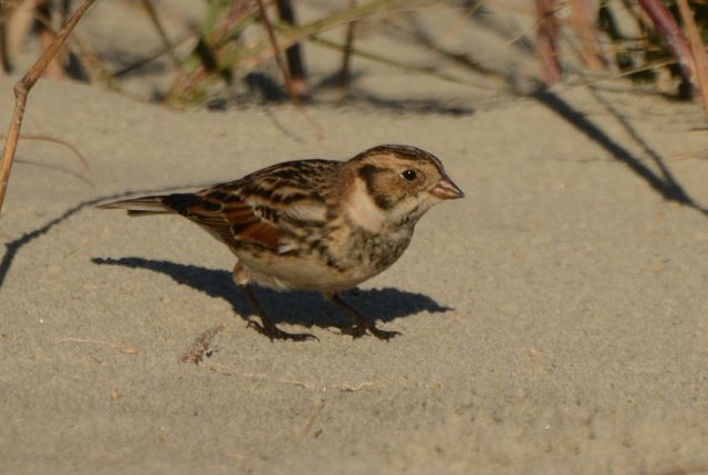 Lapland Longspur