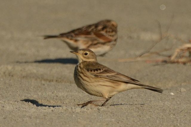 Lapland Longspur