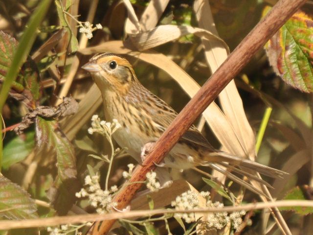 LeConte's Sparrow