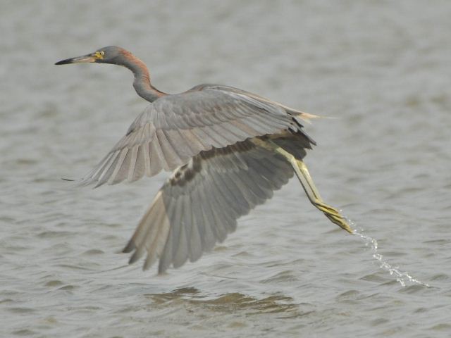 hybrid? egret