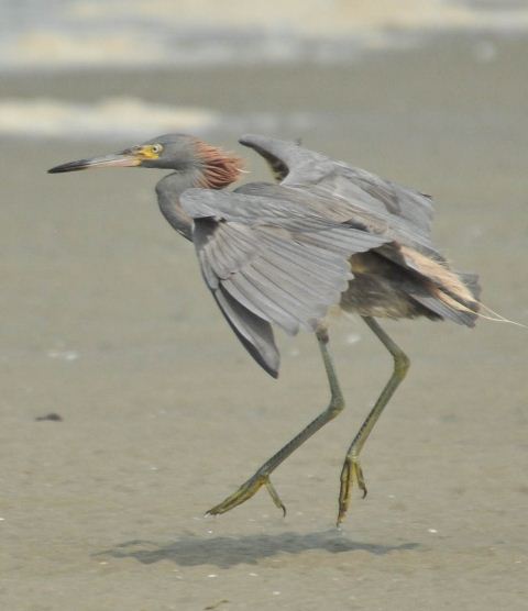 hybrid? egret