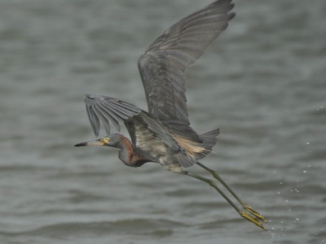 hybrid? egret