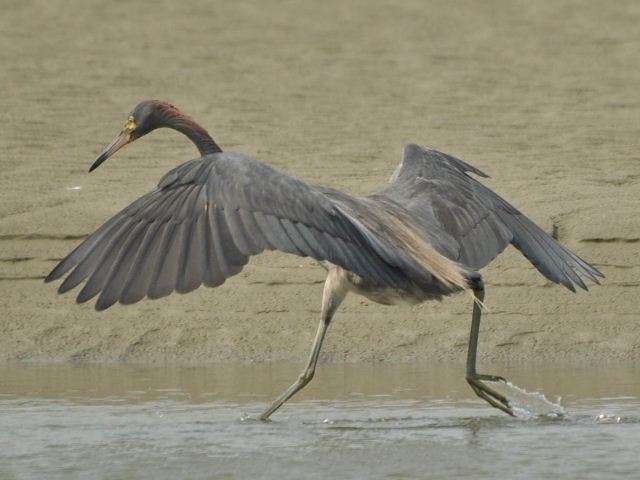 hybrid? egret