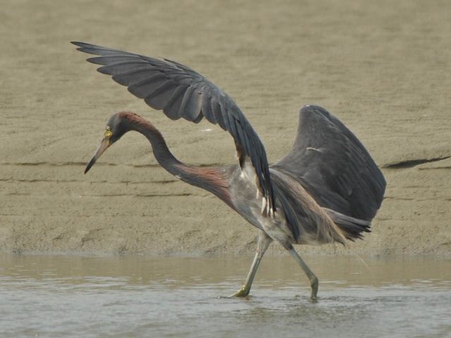 hybrid? egret