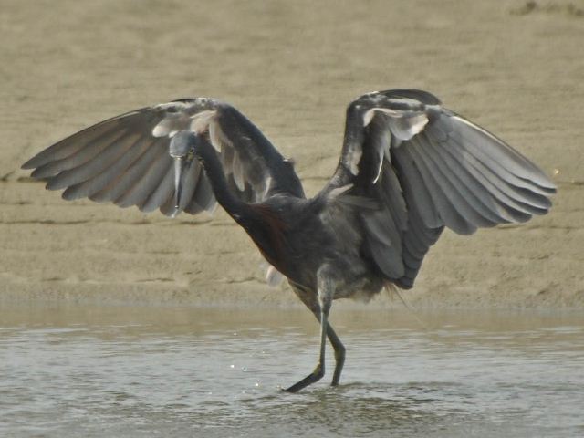 hybrid? egret