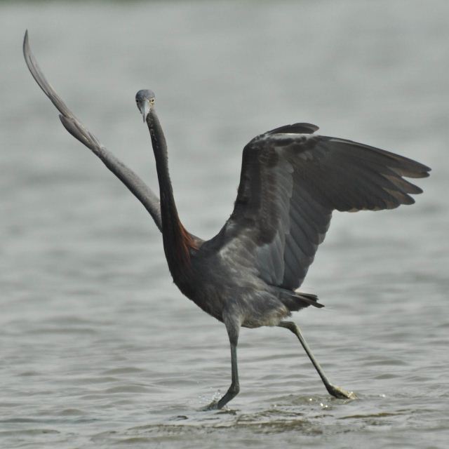 hybrid? egret