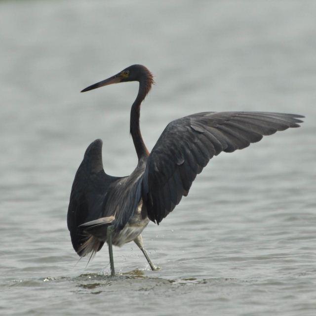 hybrid? egret