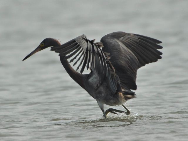 hybrid? egret