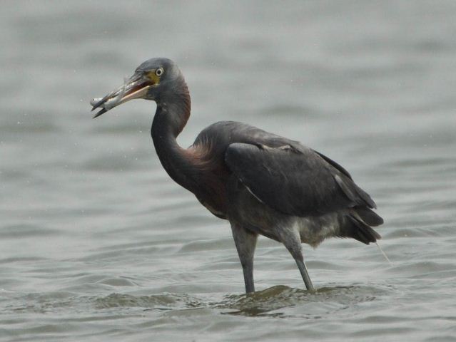 hybrid? egret