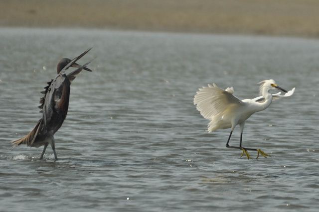 hybrid? egret