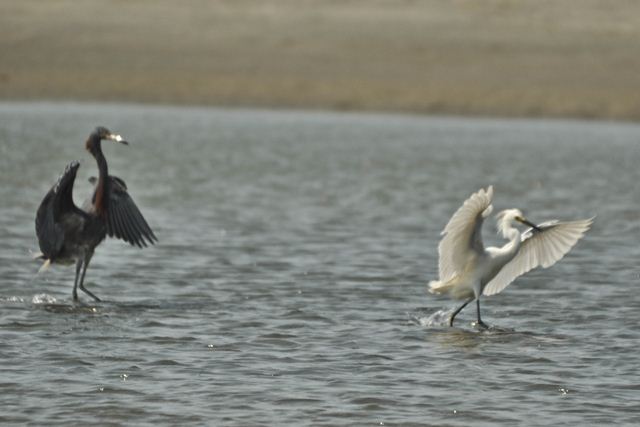 hybrid? egret