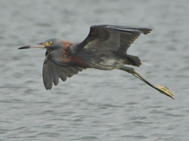 hybrid? egret