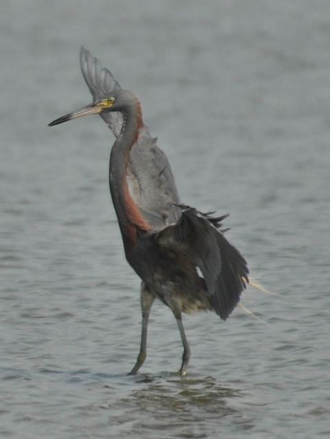 hybrid? egret