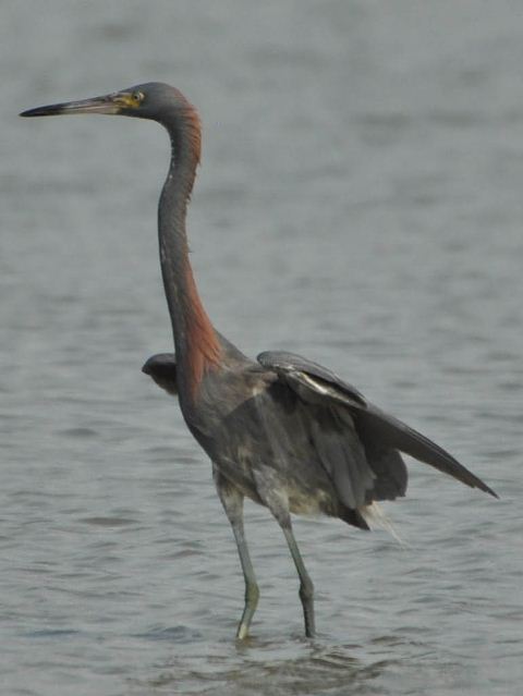 hybrid? egret