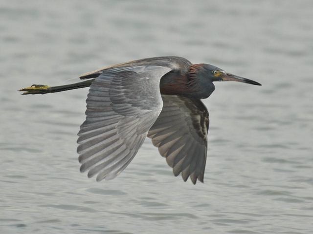 hybrid? egret