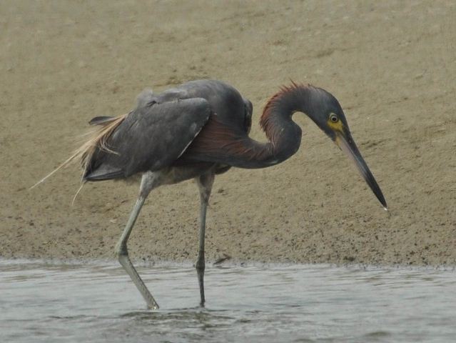 hybrid? egret