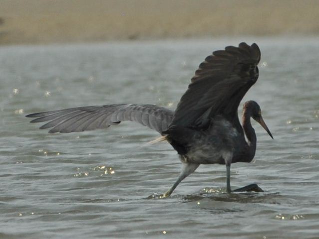 hybrid? egret