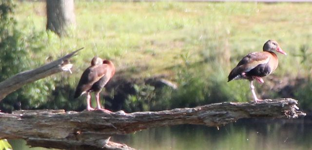 Black-bellied Whistling-Duck