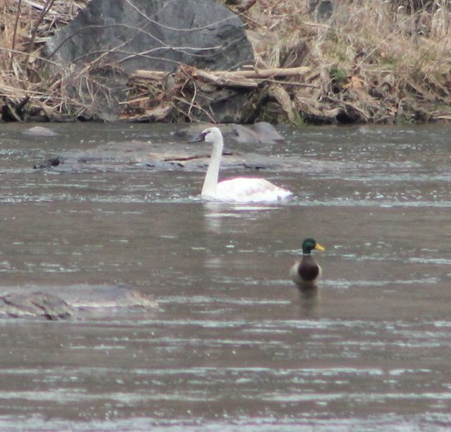 Trumpeter Swan