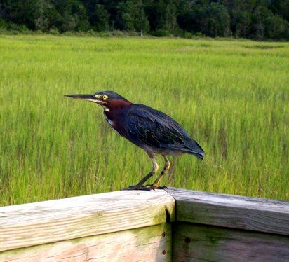 Green Heron