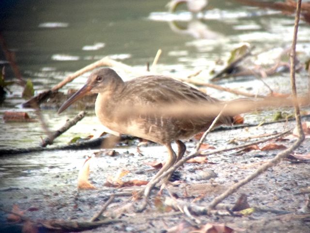 Clapper Rail