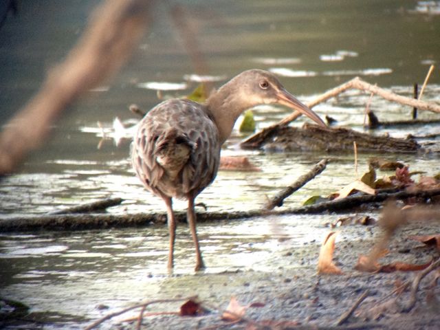 Clapper Rail