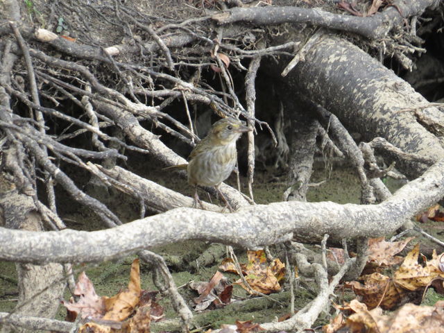 Nelson's Sparrow