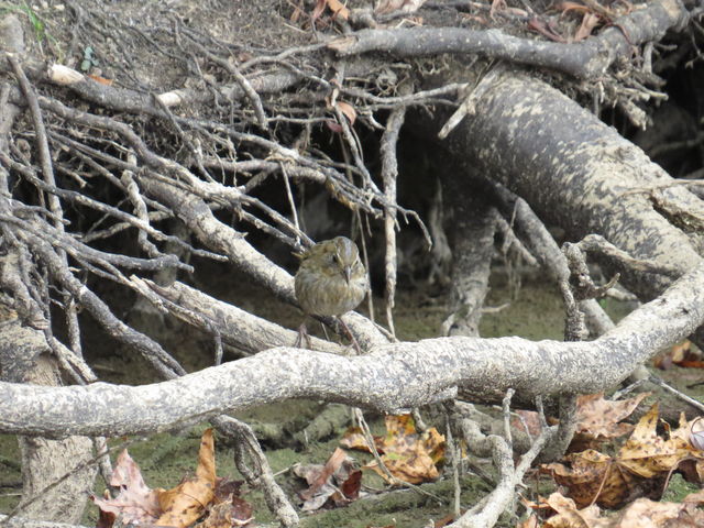 Nelson's Sparrow