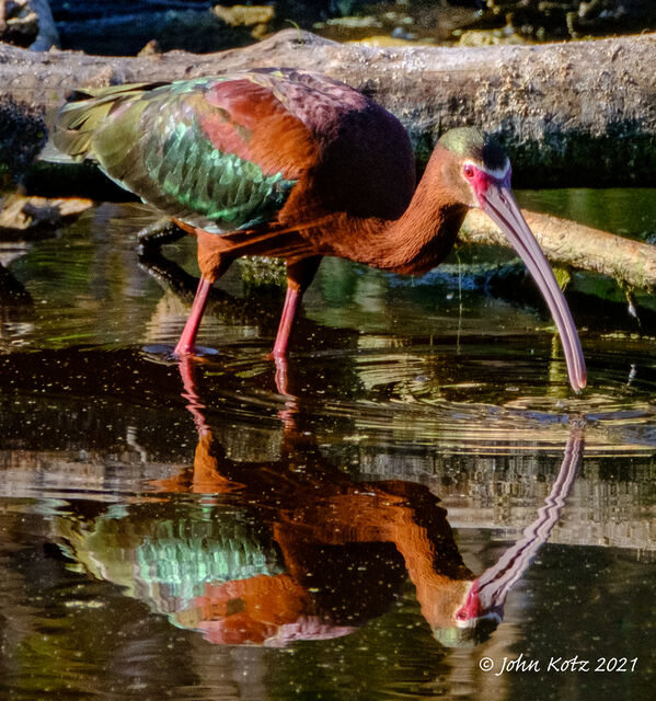 White-faced Ibis