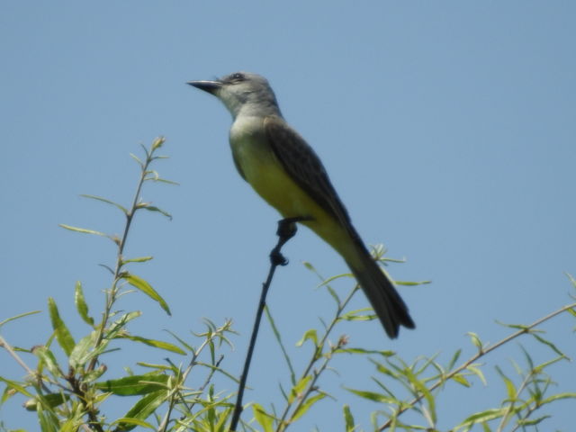 Tropical Kingbird