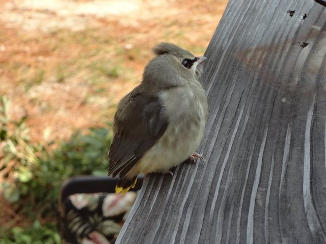 Cedar Waxwing