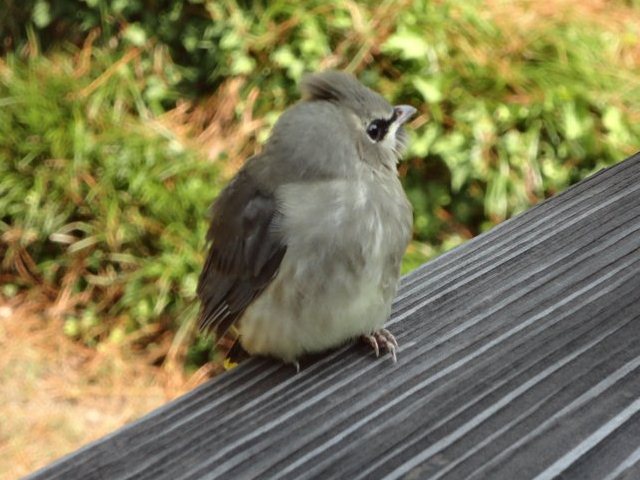 Cedar Waxwing