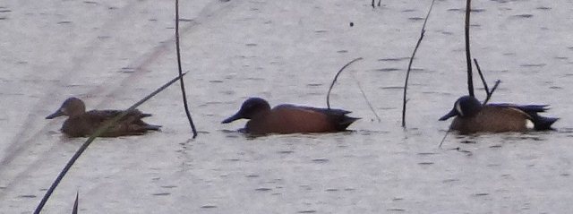 Cinnamon Teal