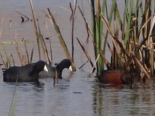 Cinnamon Teal