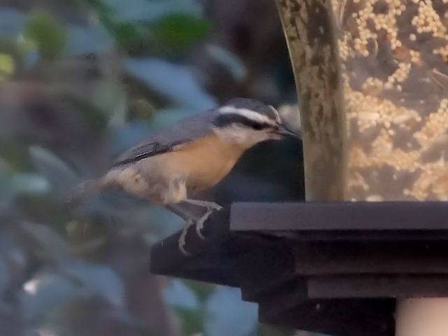 Red-breasted Nuthatch