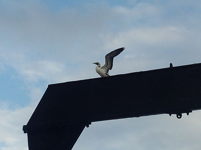 Masked Booby
