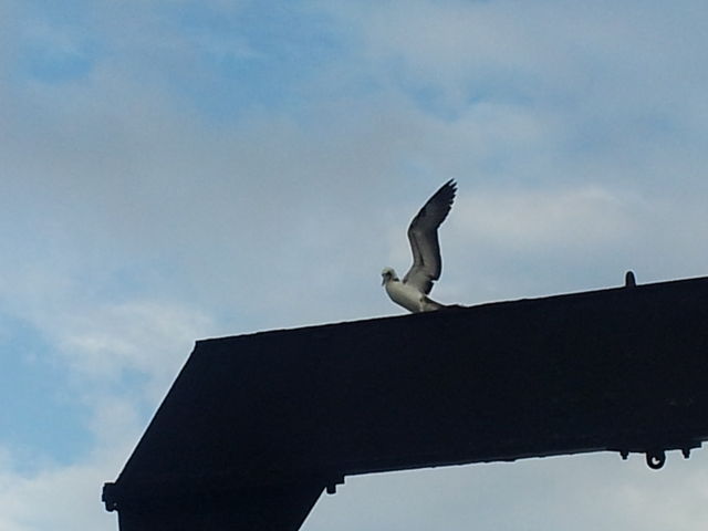 Masked Booby