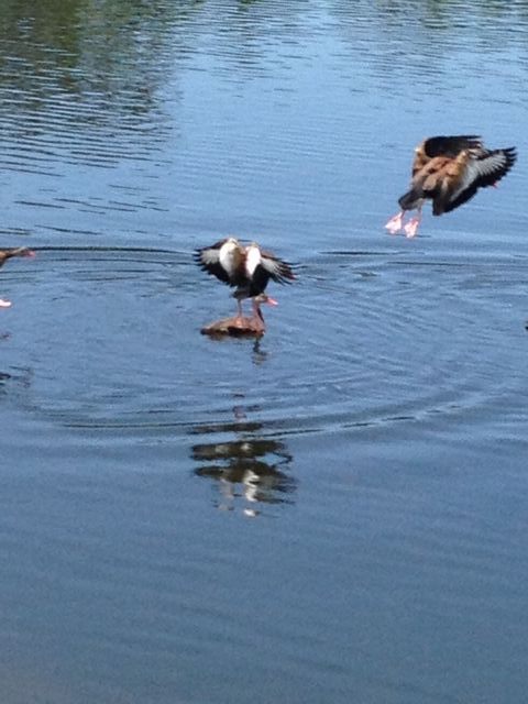 Black-bellied Whistling-Duck